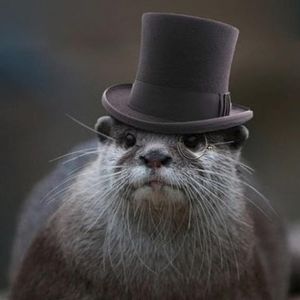 Meet your Posher, Phil